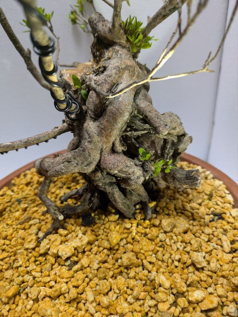 皐月盆栽