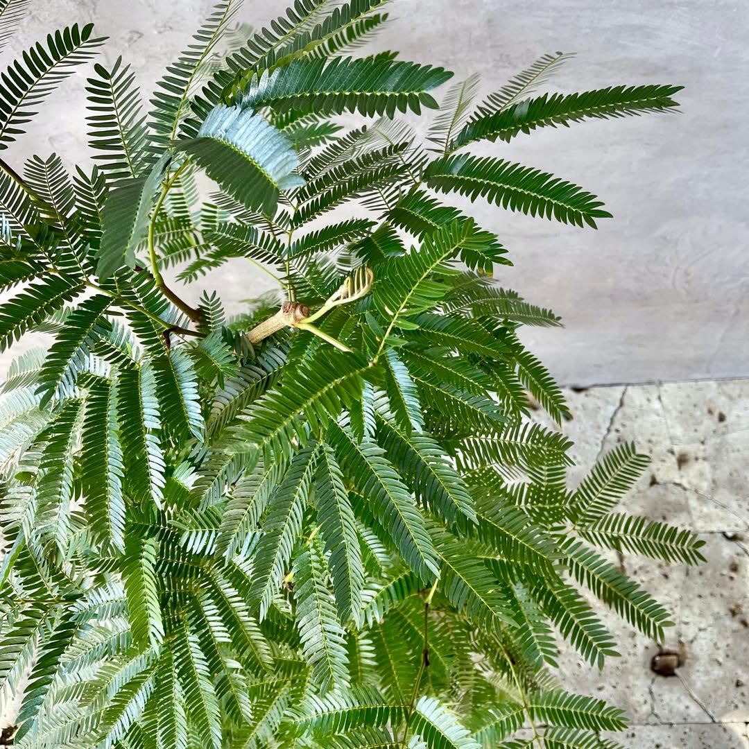 美形　大型　幹極太　エバーフレッシュ　朴仕立て　陶器鉢　植え込み発送