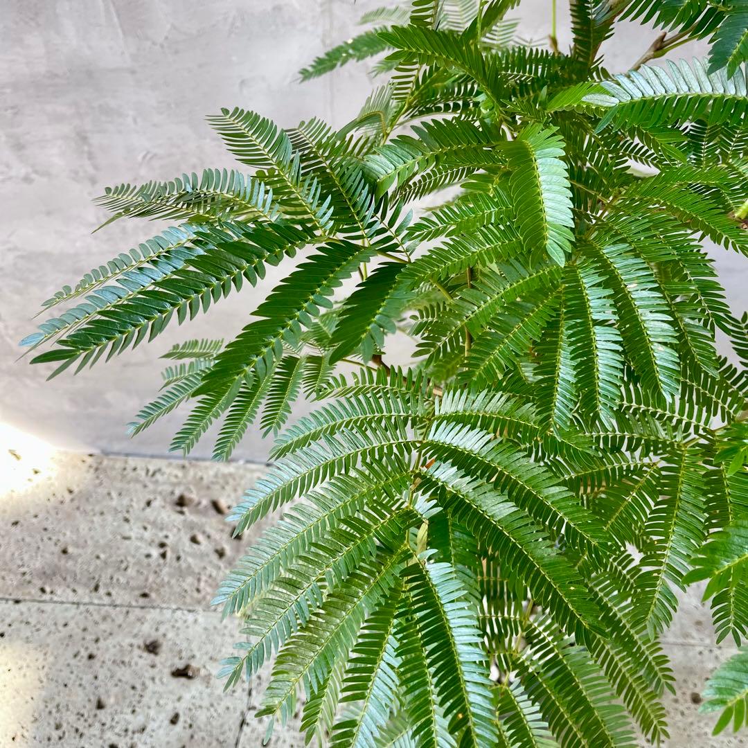 美形　大型　幹極太　エバーフレッシュ　朴仕立て　陶器鉢　植え込み発送
