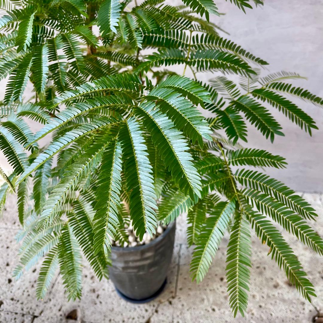 美形　大型　幹極太　エバーフレッシュ　朴仕立て　陶器鉢　植え込み発送