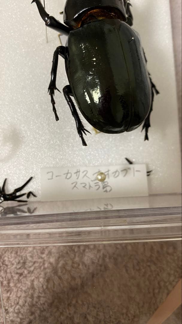 プレゼント　甲虫　オオカブト　クワガタ　標本