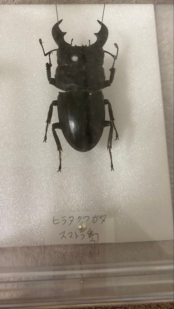 プレゼント　甲虫　オオカブト　クワガタ　標本