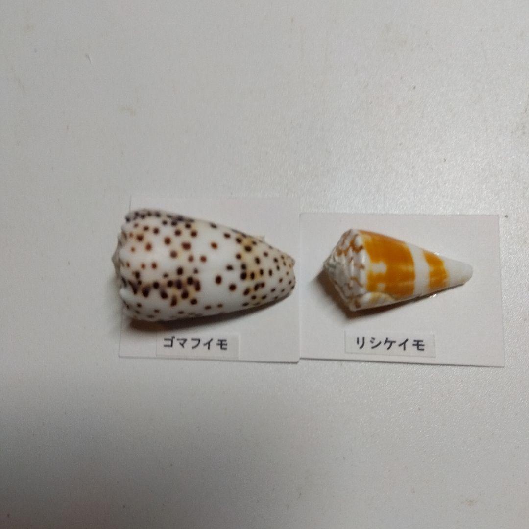 貝の標本
