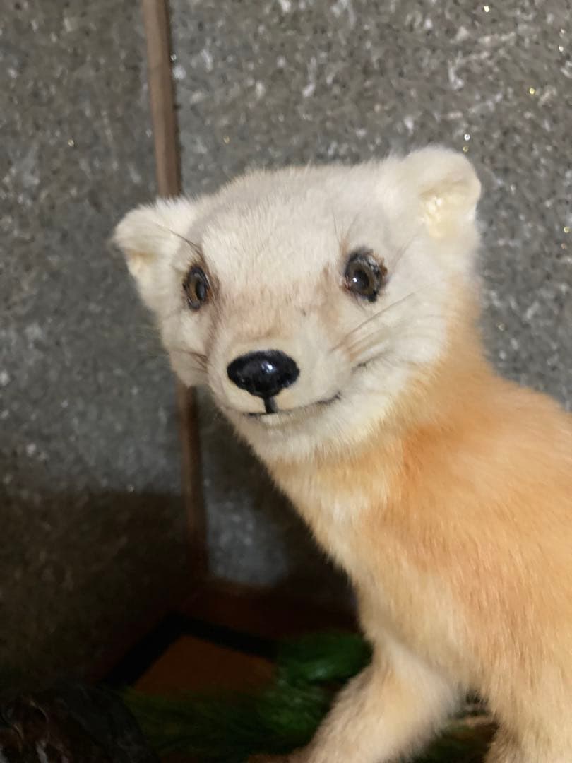 てんの剥製