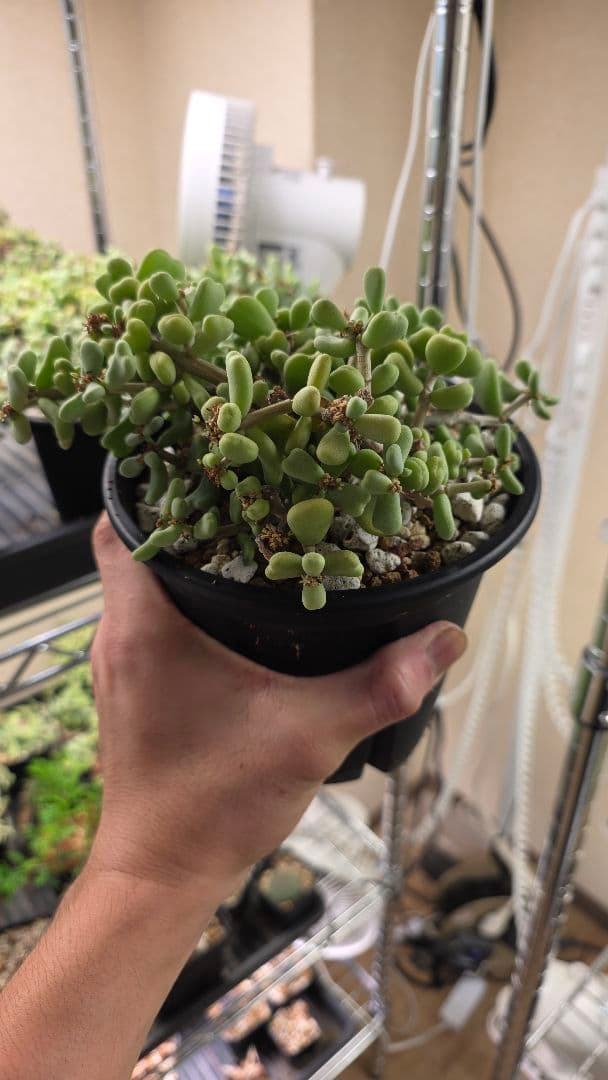 ケラリアピグマエア　実生5年　親株　雌株