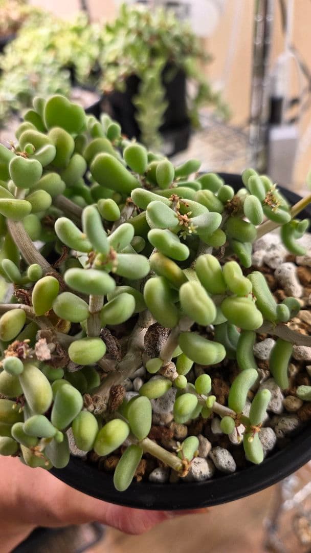 ケラリアピグマエア　実生5年　親株　雌株