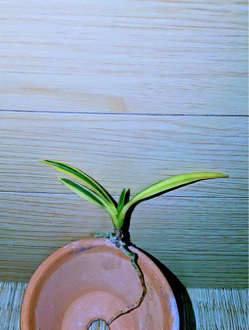 富貴蘭「清涼殿」若木割子