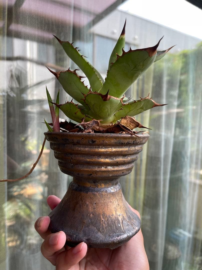 陶器鉢　作家鉢　アガベ　超徒長株付き　ネームド株