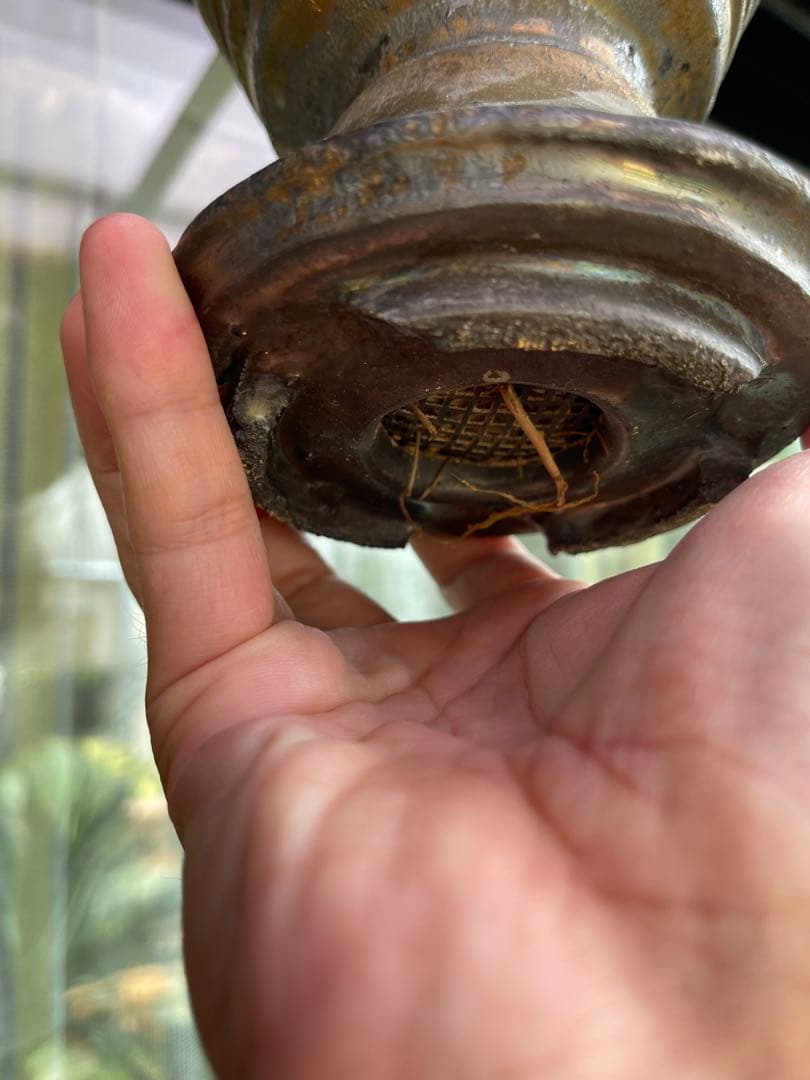 陶器鉢　作家鉢　アガベ　超徒長株付き　ネームド株