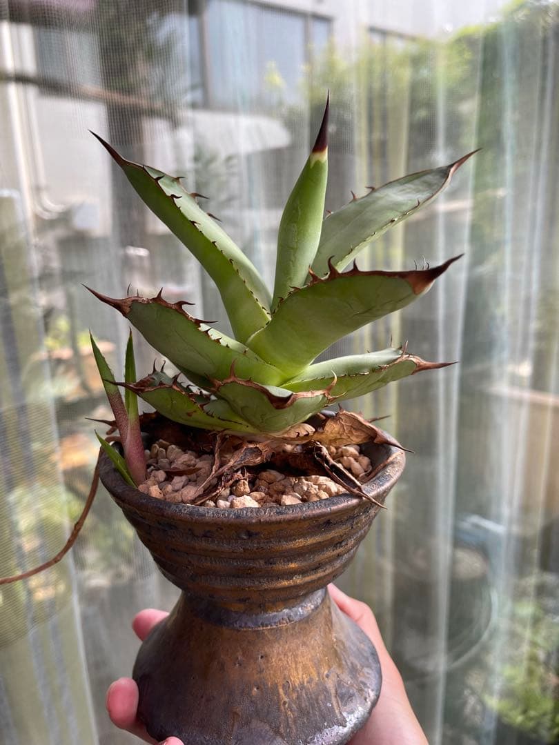 陶器鉢　作家鉢　アガベ　超徒長株付き　ネームド株