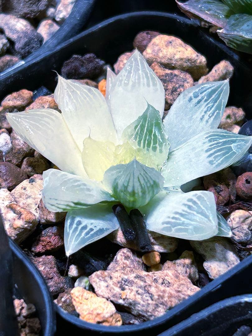 ハオルチア　『白蛇伝』 発根活着済み　葉緑素あり