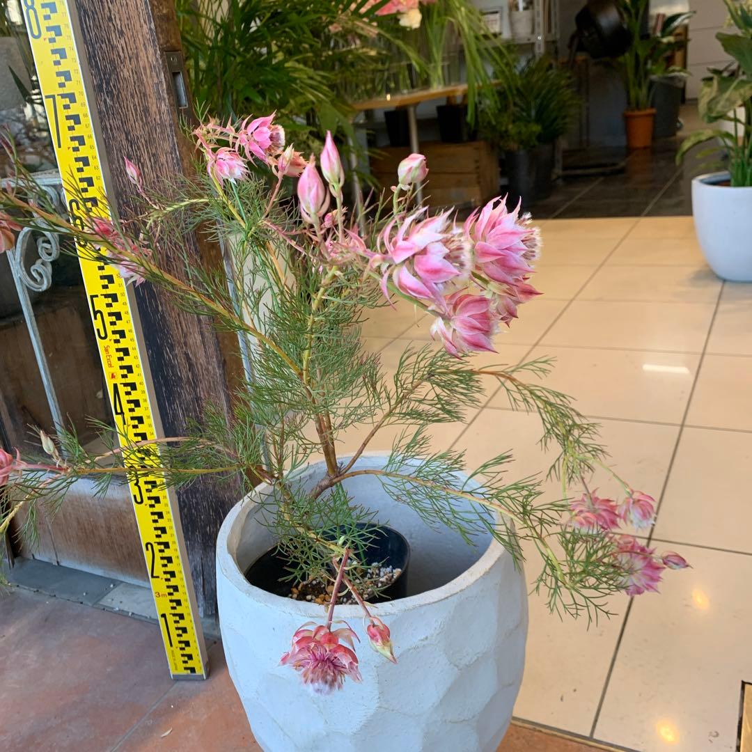 セルリア プリティピンク 6 ファイバー鉢