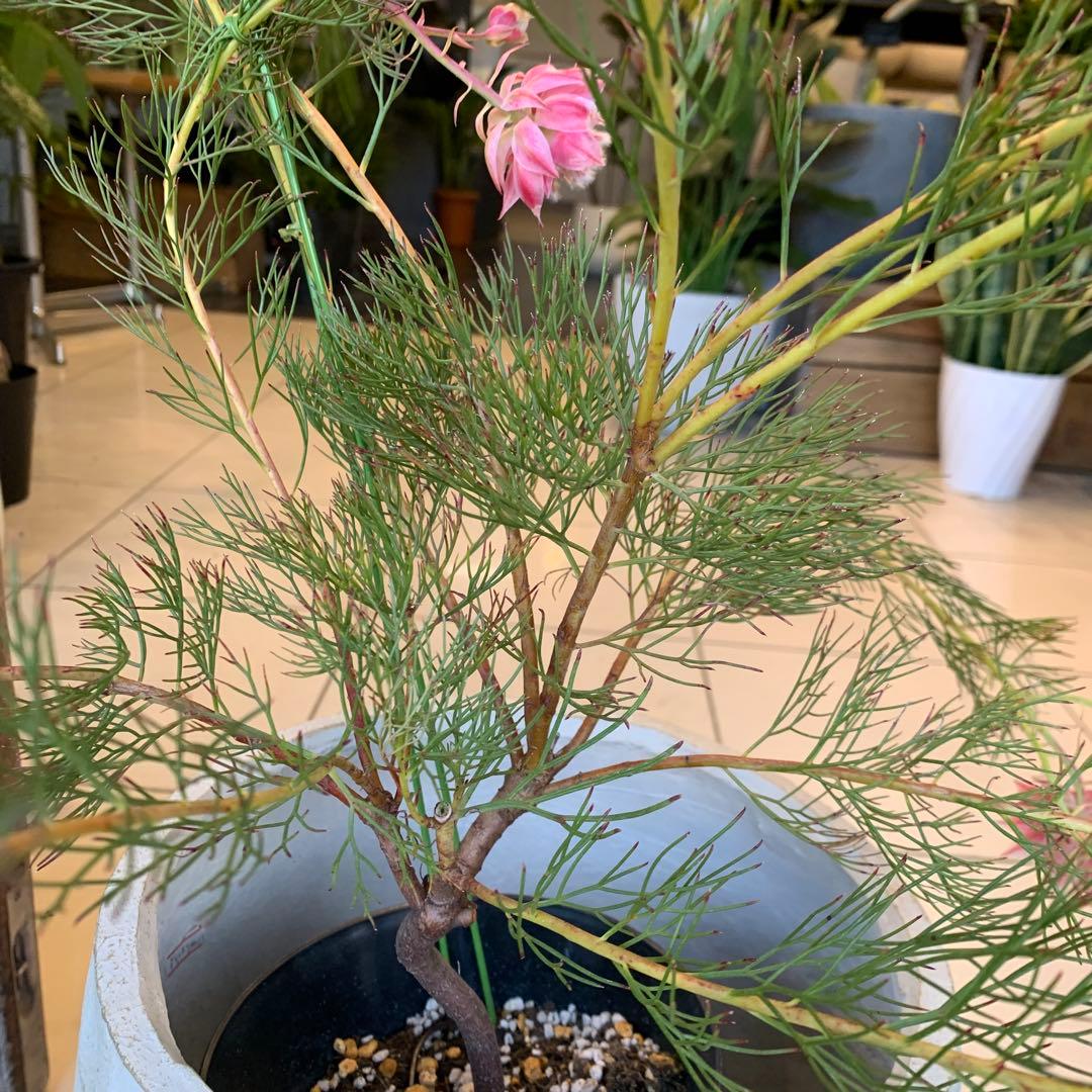 セルリア プリティピンク 6 ファイバー鉢