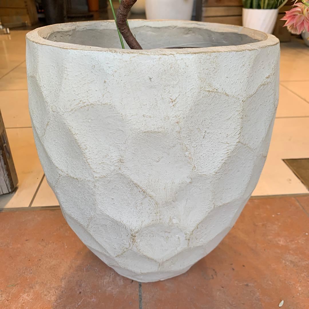 セルリア プリティピンク 6 ファイバー鉢