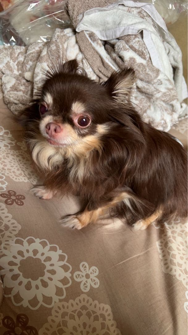 クッションカバー イニシャル アルファベット S