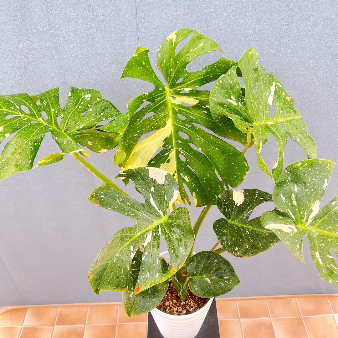 現品　モンステラ　デリシオーサ　斑入り　36番　バリエガータ　希少　観葉植物