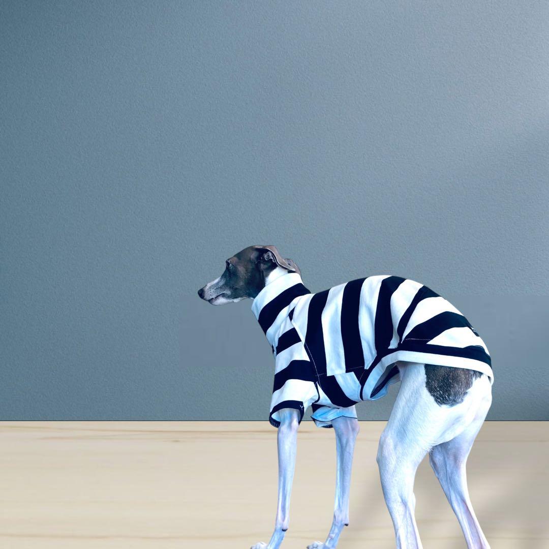 ⑱ボーダーショートスリーブ