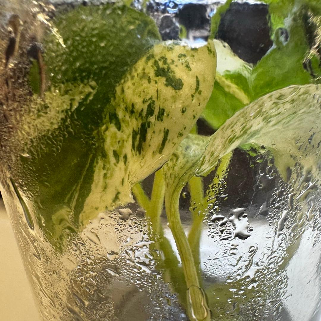 TC☆モンステラ　デリシオーサ　サイアムミント　組織培養株