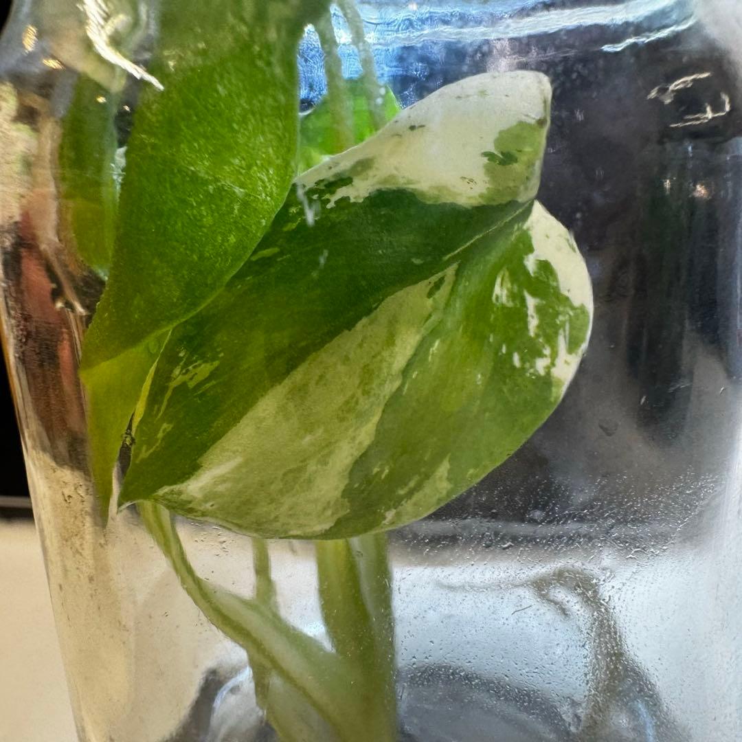 TC☆モンステラ　デリシオーサ　サイアムミント　組織培養株