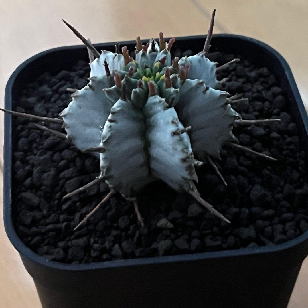 佐*太様 ユーフォルビアホリダ 勝岡アルバ 純血統 極上 雌株 カキ子SSSラン