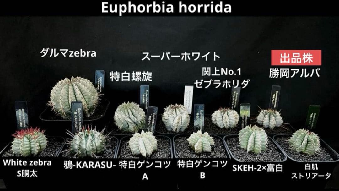 佐*太様 ユーフォルビアホリダ 勝岡アルバ 純血統 極上 雌株 カキ子SSSラン