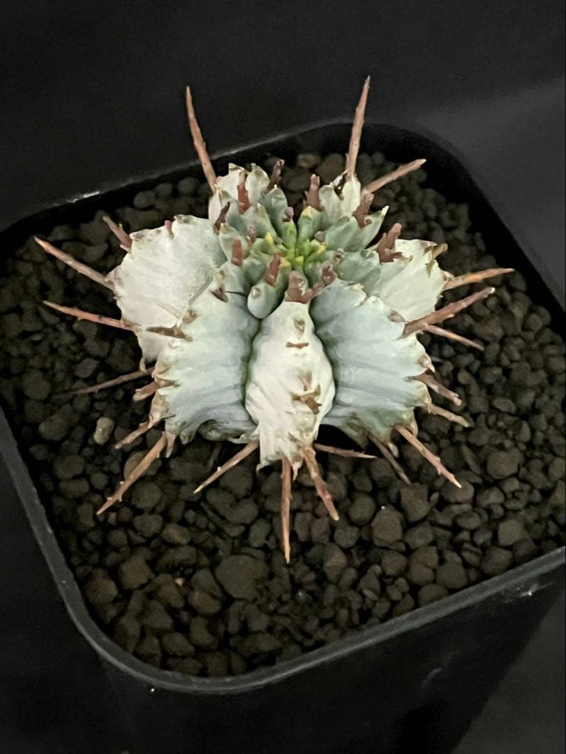 佐*太様 ユーフォルビアホリダ 勝岡アルバ 純血統 極上 雌株 カキ子SSSラン