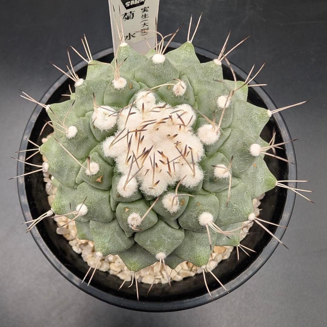 み*ん様 B 菊水 大型タイプ 実生 鉢植え メルカリ便送料込み