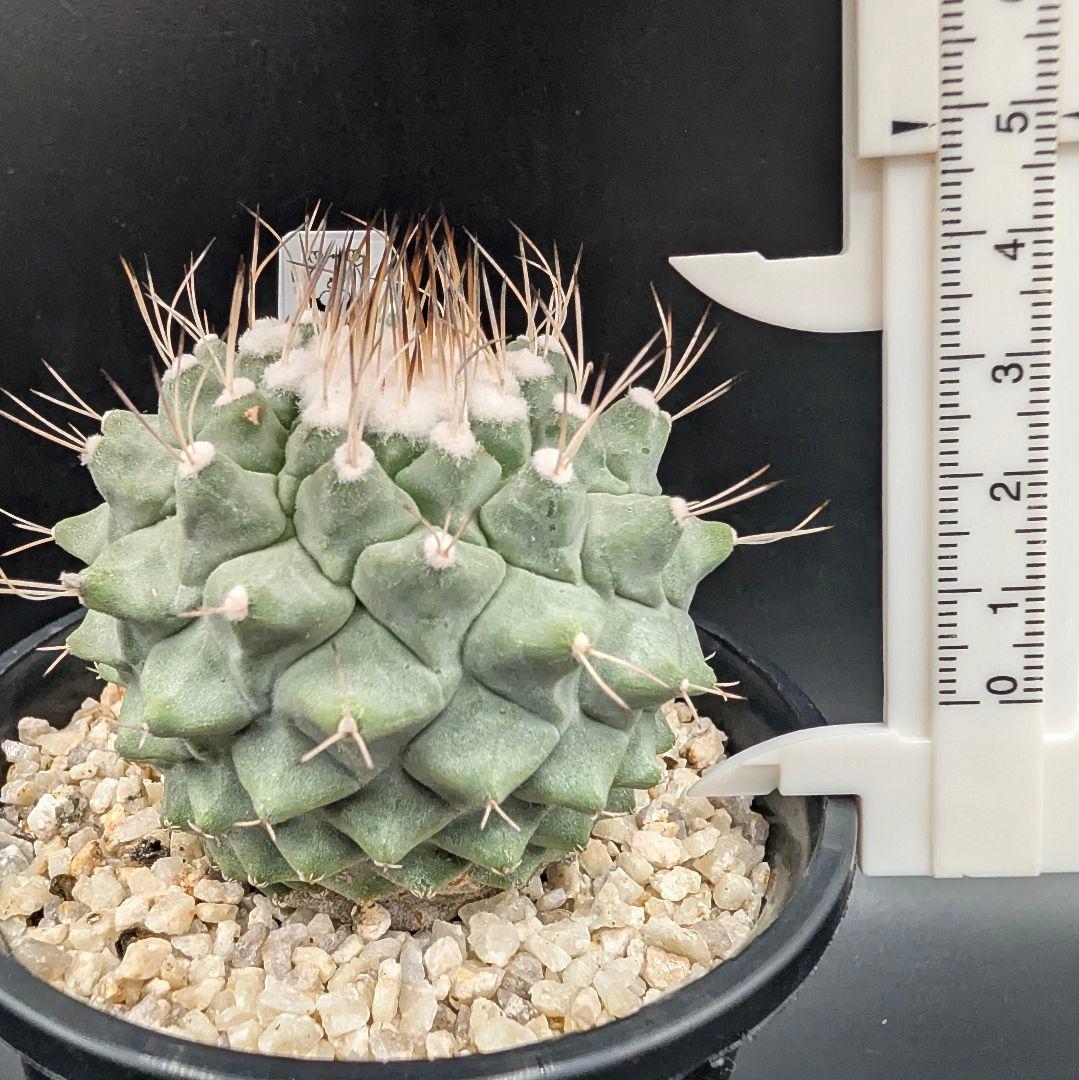 み*ん様 B 菊水 大型タイプ 実生 鉢植え メルカリ便送料込み