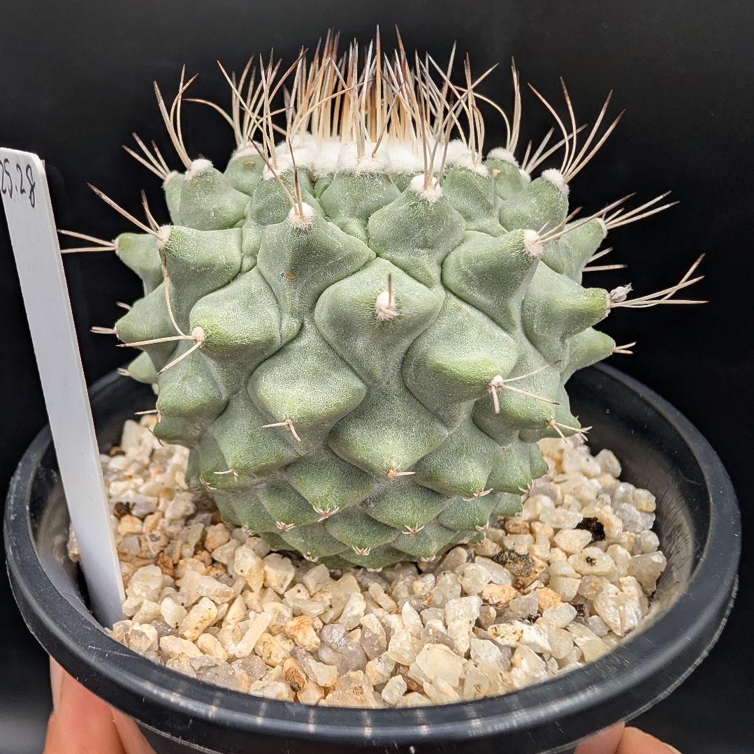 み*ん様 B 菊水 大型タイプ 実生 鉢植え メルカリ便送料込み