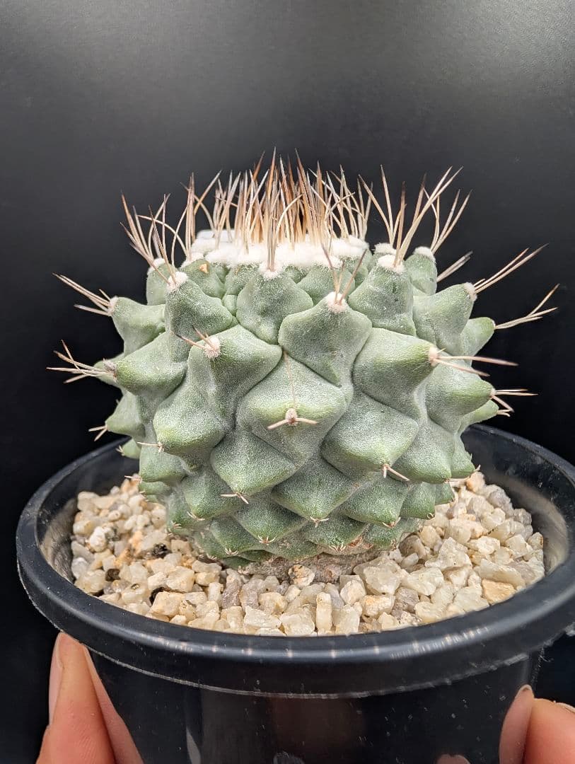 み*ん様 B 菊水 大型タイプ 実生 鉢植え メルカリ便送料込み