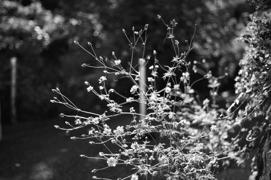 トリウム　Summicron 5cm f/2 レンズ Lマウント　Leica