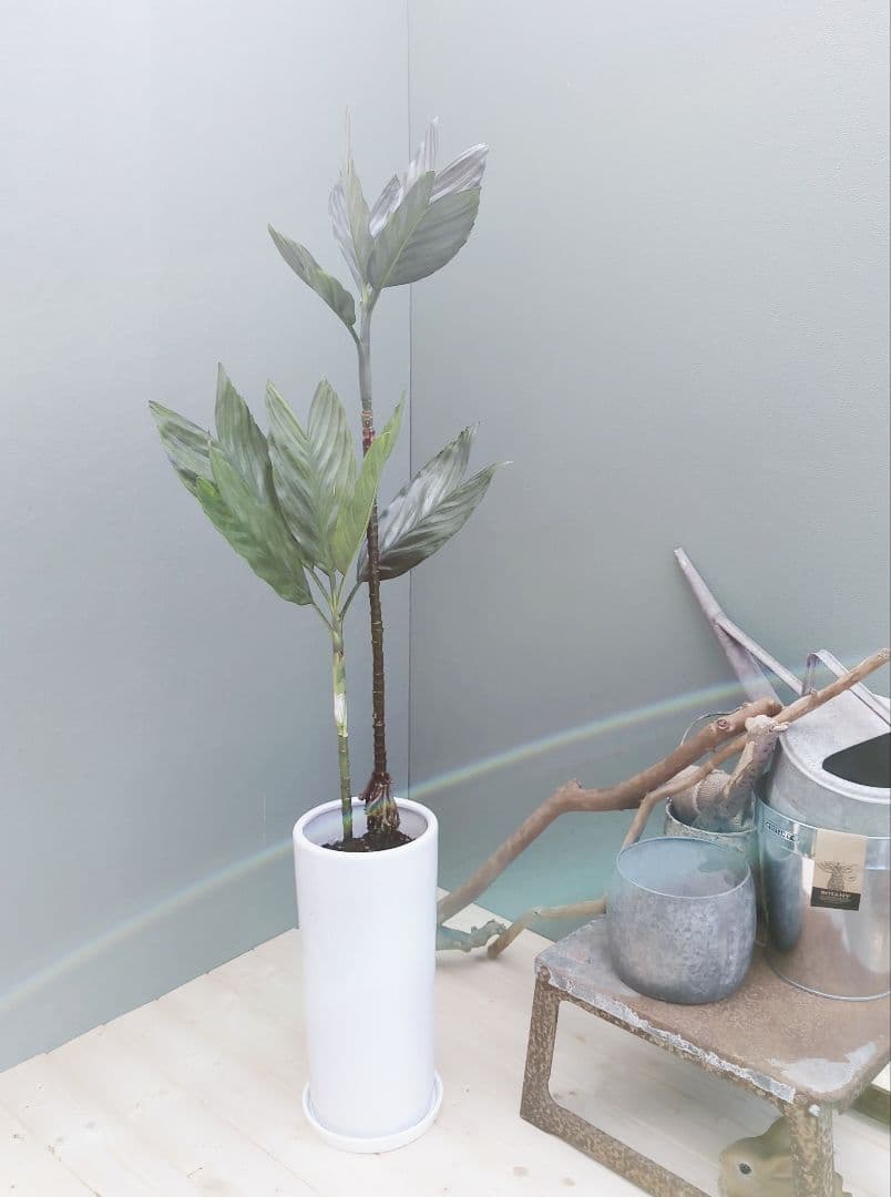 トウマ (ヤシ科)チャメドレア テネラ 現品 おしゃれ