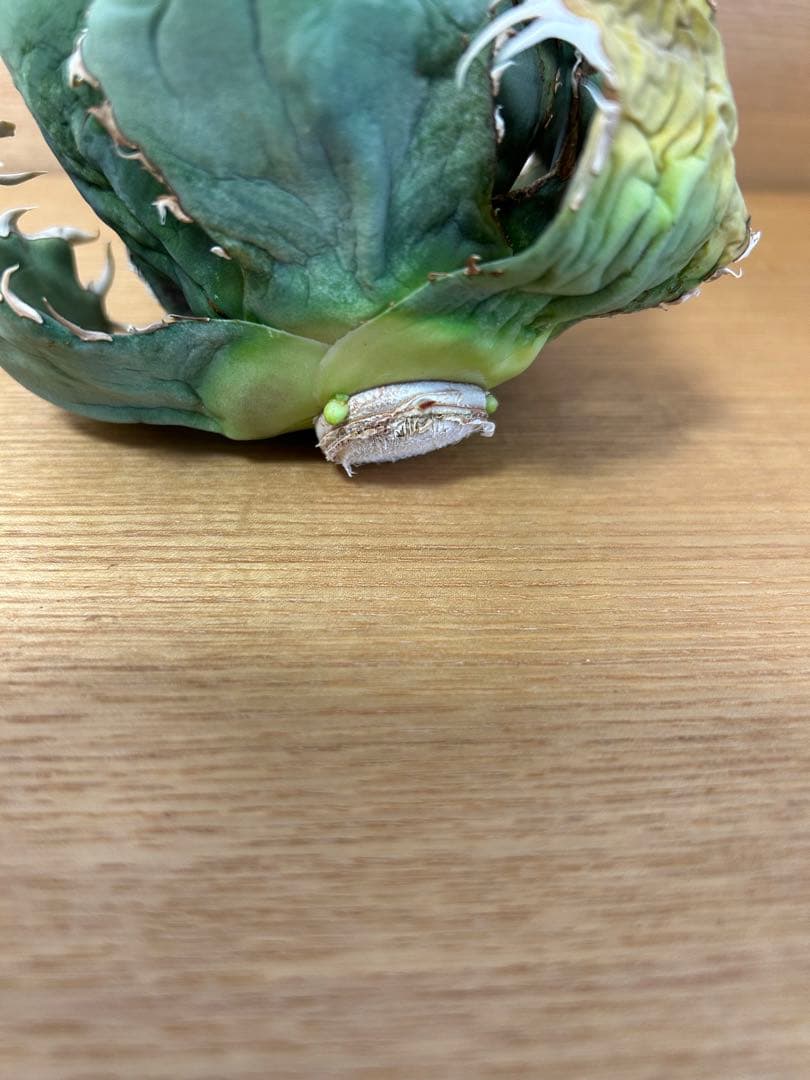 アガベ チタノタ　イタリアノーネーム　オテロイ実生　オテロイ実生　ハイブリッド