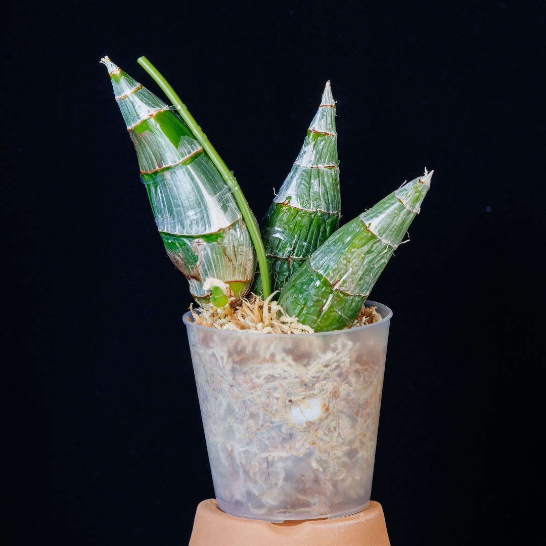 新芽あり 開花サイズ タケノコ蘭 Clowesia Grace Dunn ①