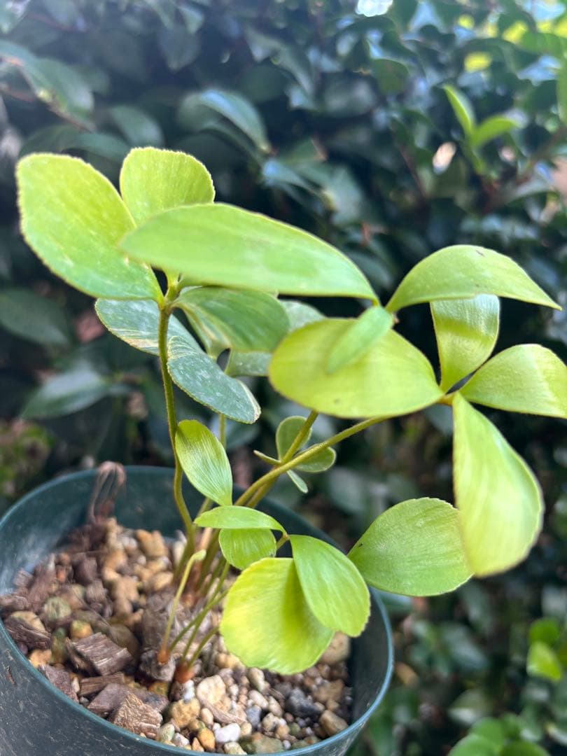 ザミア　斑入り　斑入り蘇轍　黄金蘇轍