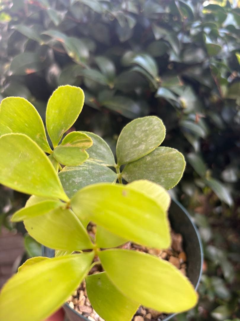 ザミア　斑入り　斑入り蘇轍　黄金蘇轍