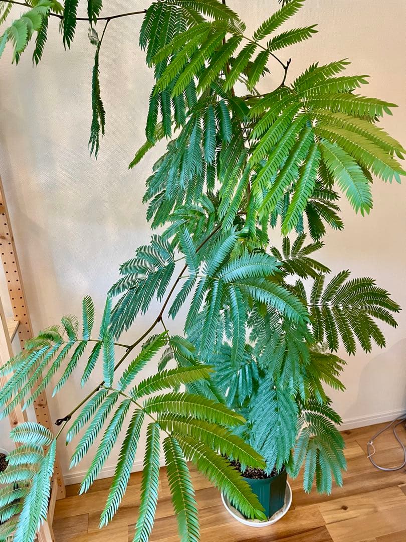 【2月末までです。引取限定 横浜】エバーフレッシュ9号 約230cm