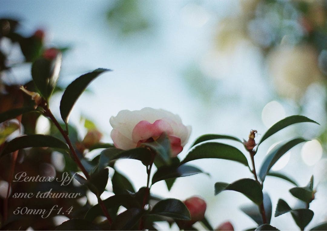 PENTAX SPF （BLACK）／smc f1.4★完動品＊美品＊初期保証付