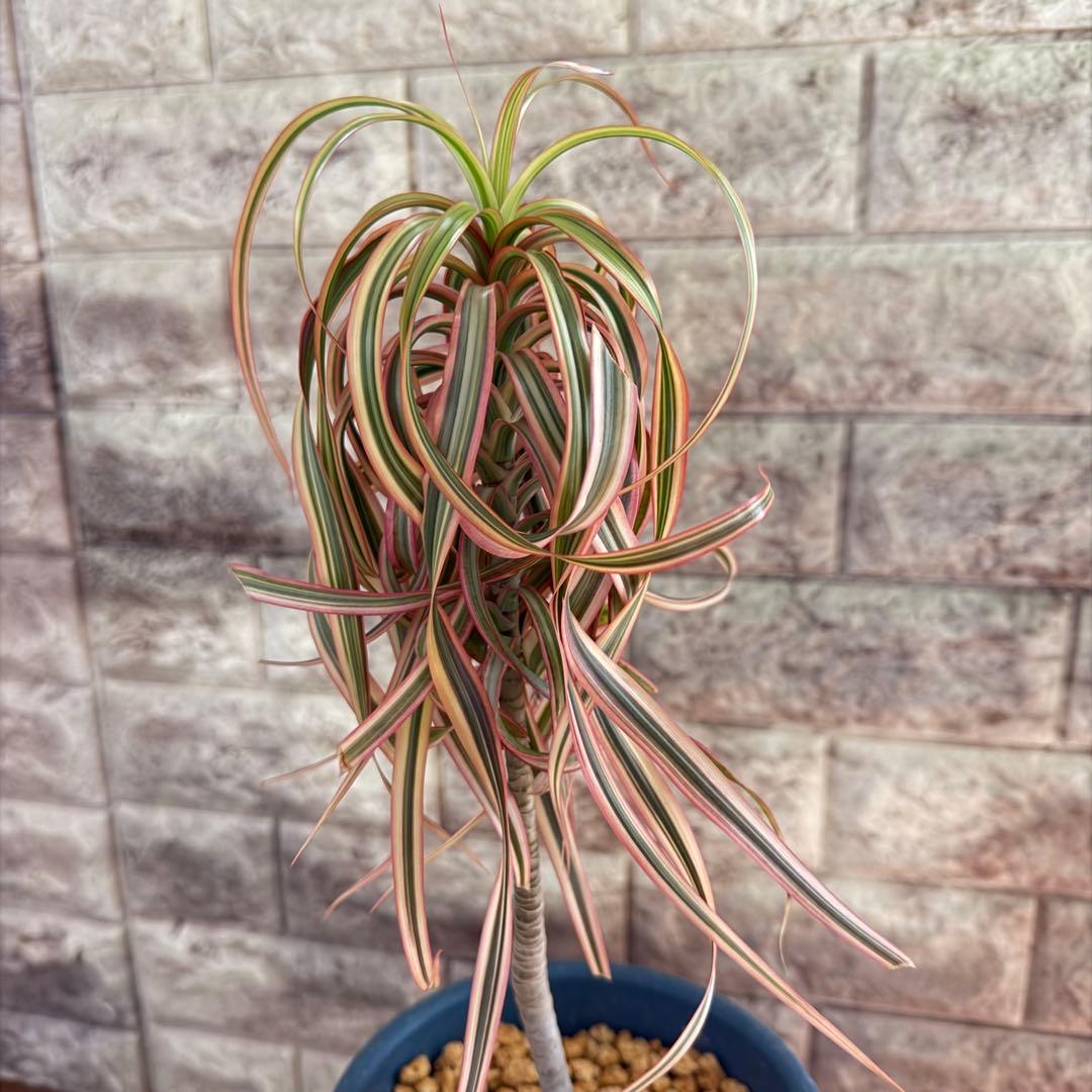 ❤︎専用❤︎ ドラセナ キュンティ