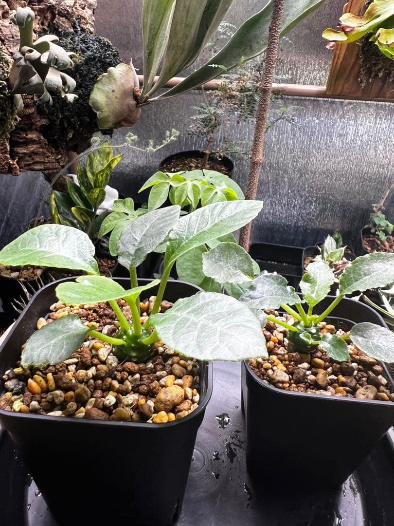 【現地球　発根済】ユタエンシス　エボリスピナ　おまけ付き