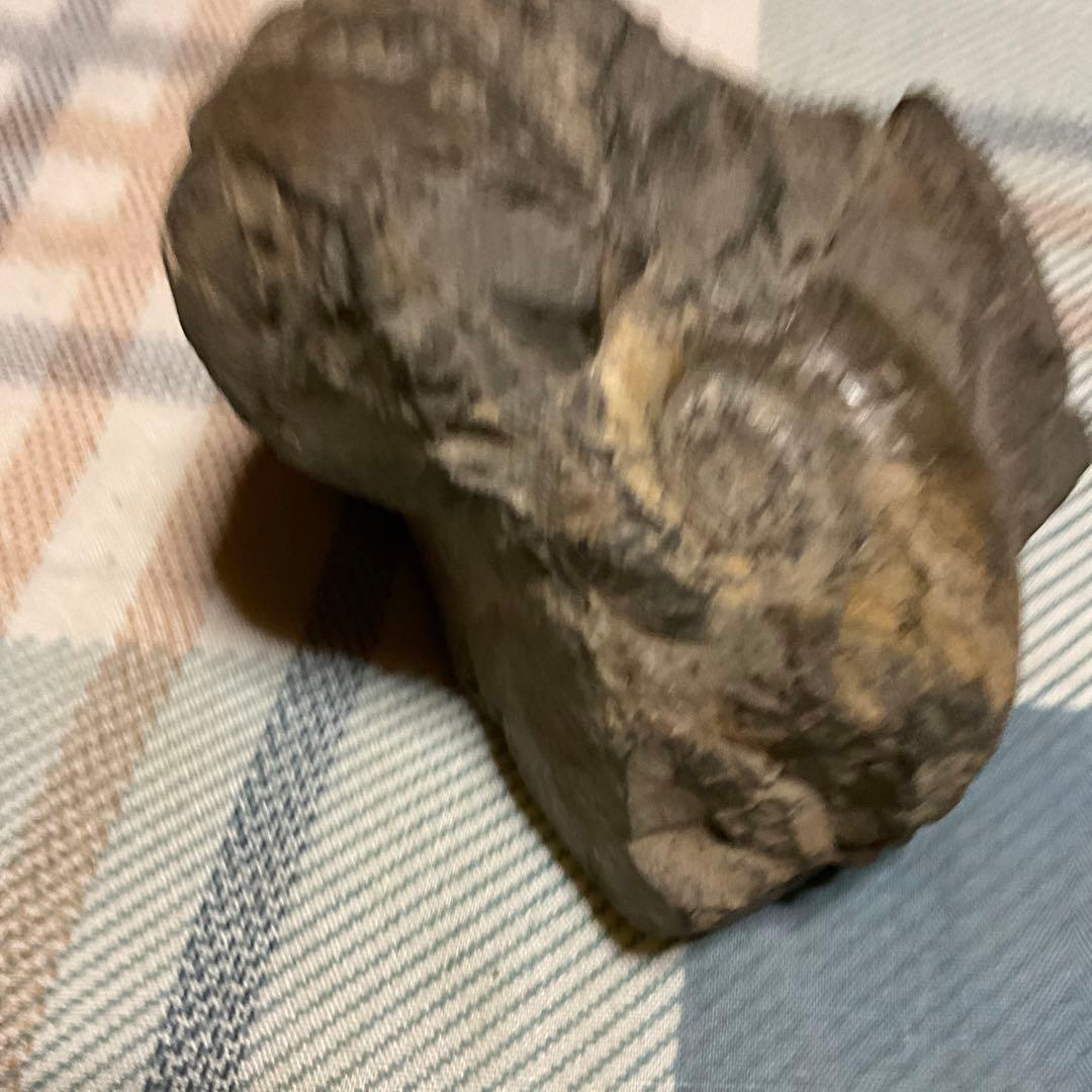 アンモナイトの化石　昭和５３年頃入手。【歴史の研究用に！】