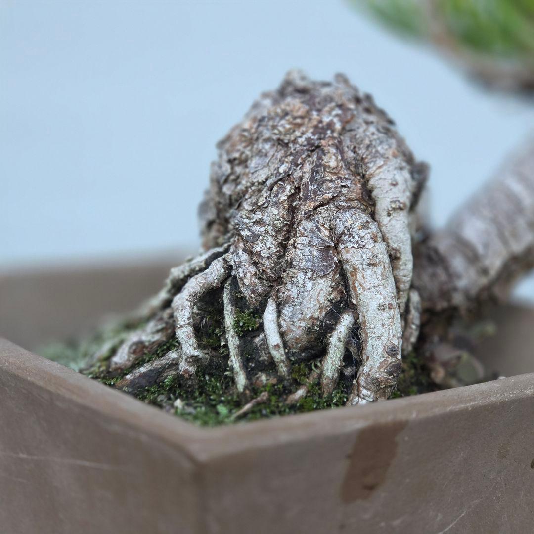 黒松　[半懸崖]　小品盆栽