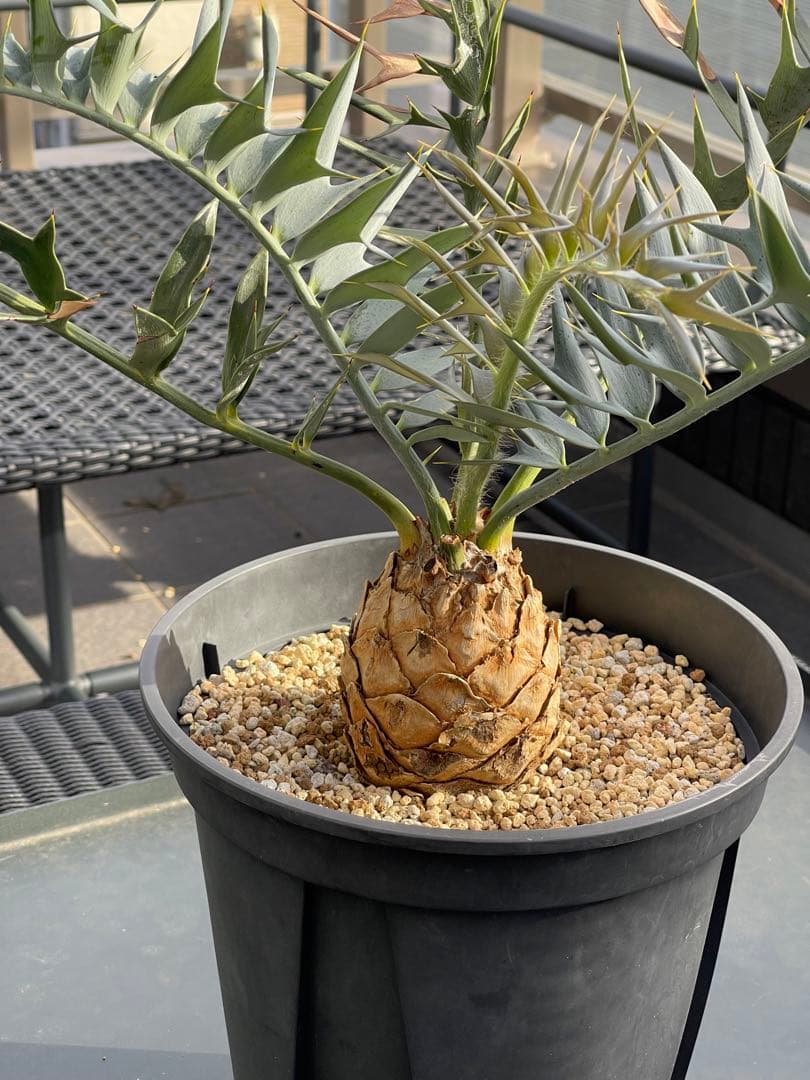 【南ア産】エンセファラルトス ホリダス(2025年12月最新画像あり)