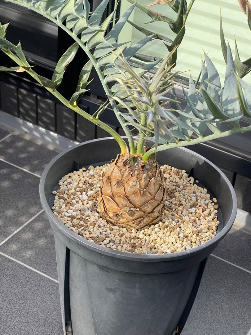 【南ア産】エンセファラルトス ホリダス(2025年12月最新画像あり)