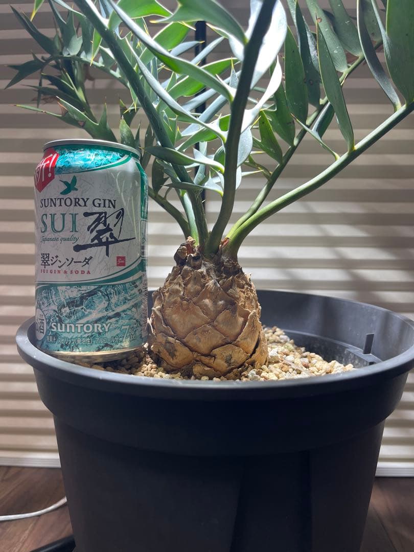 【南ア産】エンセファラルトス ホリダス(2025年12月最新画像あり)