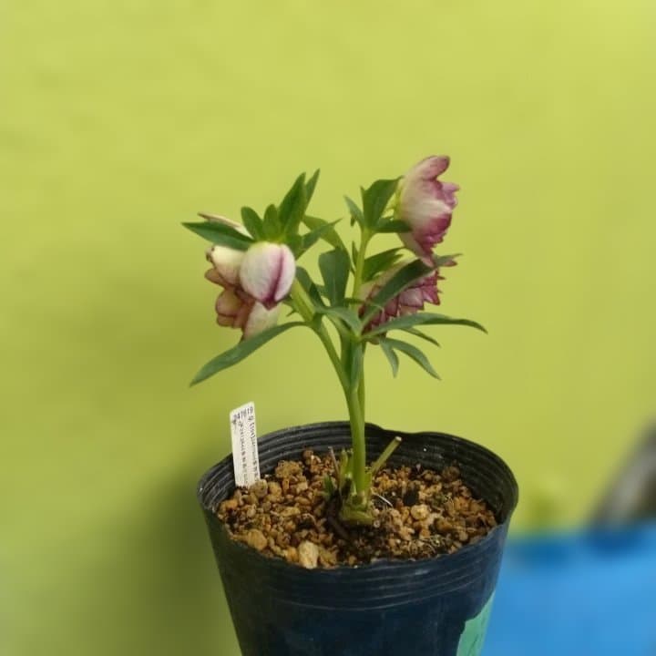 加藤農園。ヘレボルス苗 2本立て。 濃いピンク色の花 。開花株。 No47