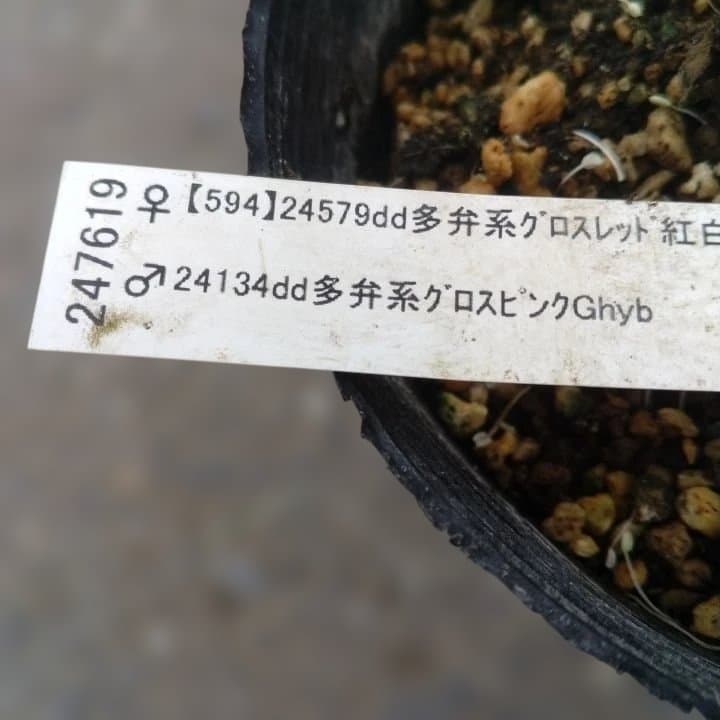 加藤農園。ヘレボルス苗 2本立て。 濃いピンク色の花 。開花株。 No47