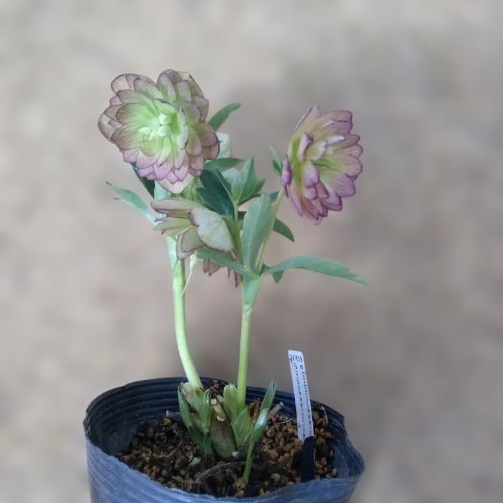 加藤農園。ヘレボルス苗 2本立て。 濃いピンク色の花 。開花株。 No47