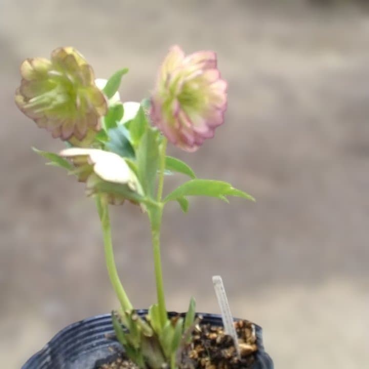 加藤農園。ヘレボルス苗 2本立て。 濃いピンク色の花 。開花株。 No47