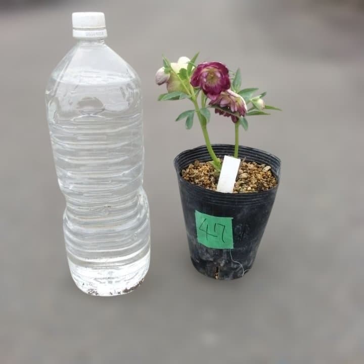 加藤農園。ヘレボルス苗 2本立て。 濃いピンク色の花 。開花株。 No47